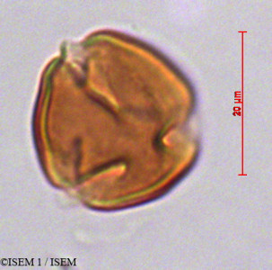 ISEM 1/Exallonia_chlorophylla_29240/Exallonia_chlorophylla_29240_0001(copy)_thumb.jpg
